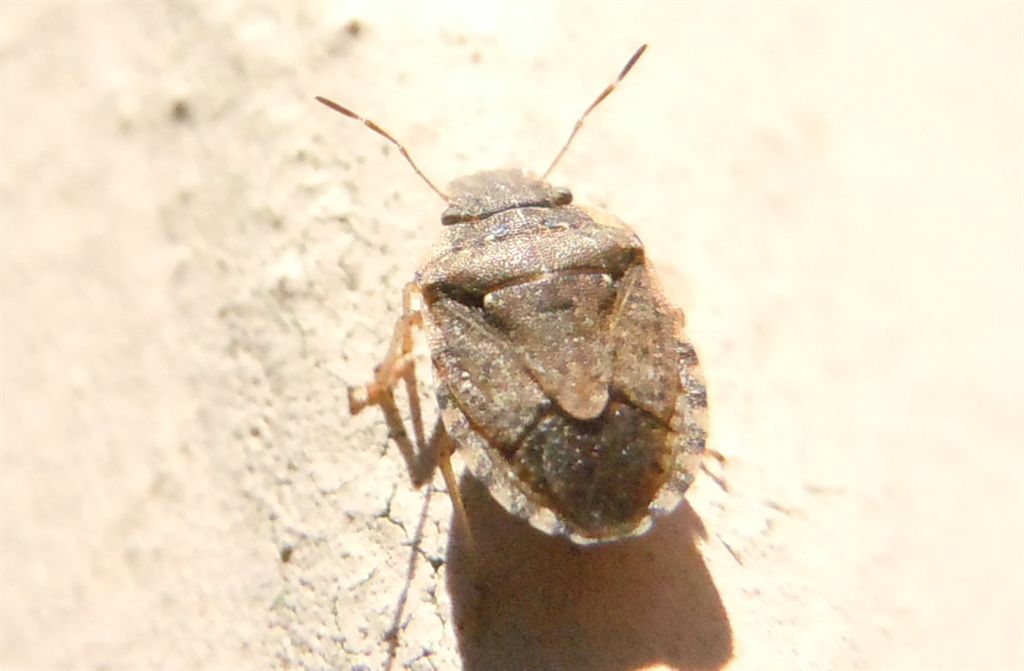 Pentatomidae: Sciocoris cf sideritidis della Campania (CE)